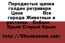 Породистые щенки голден ретривера › Цена ­ 25 000 - Все города Животные и растения » Собаки   . Крым,Старый Крым